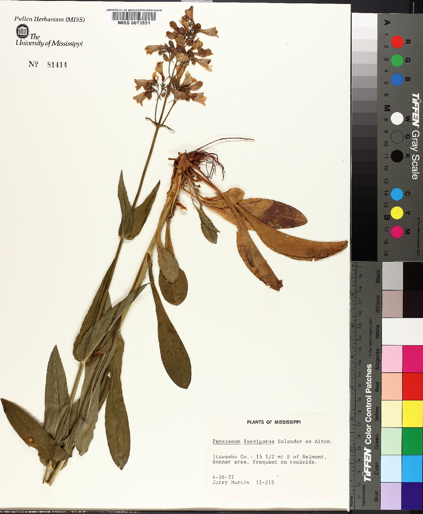 Penstemon laevigatus image