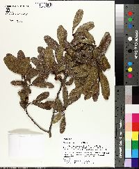 Quercus laurifolia image