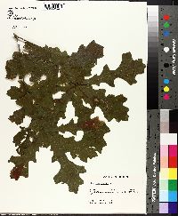 Quercus lyrata image