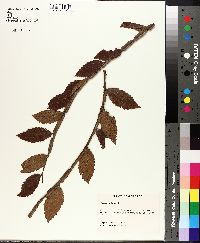 Ulmus alata image