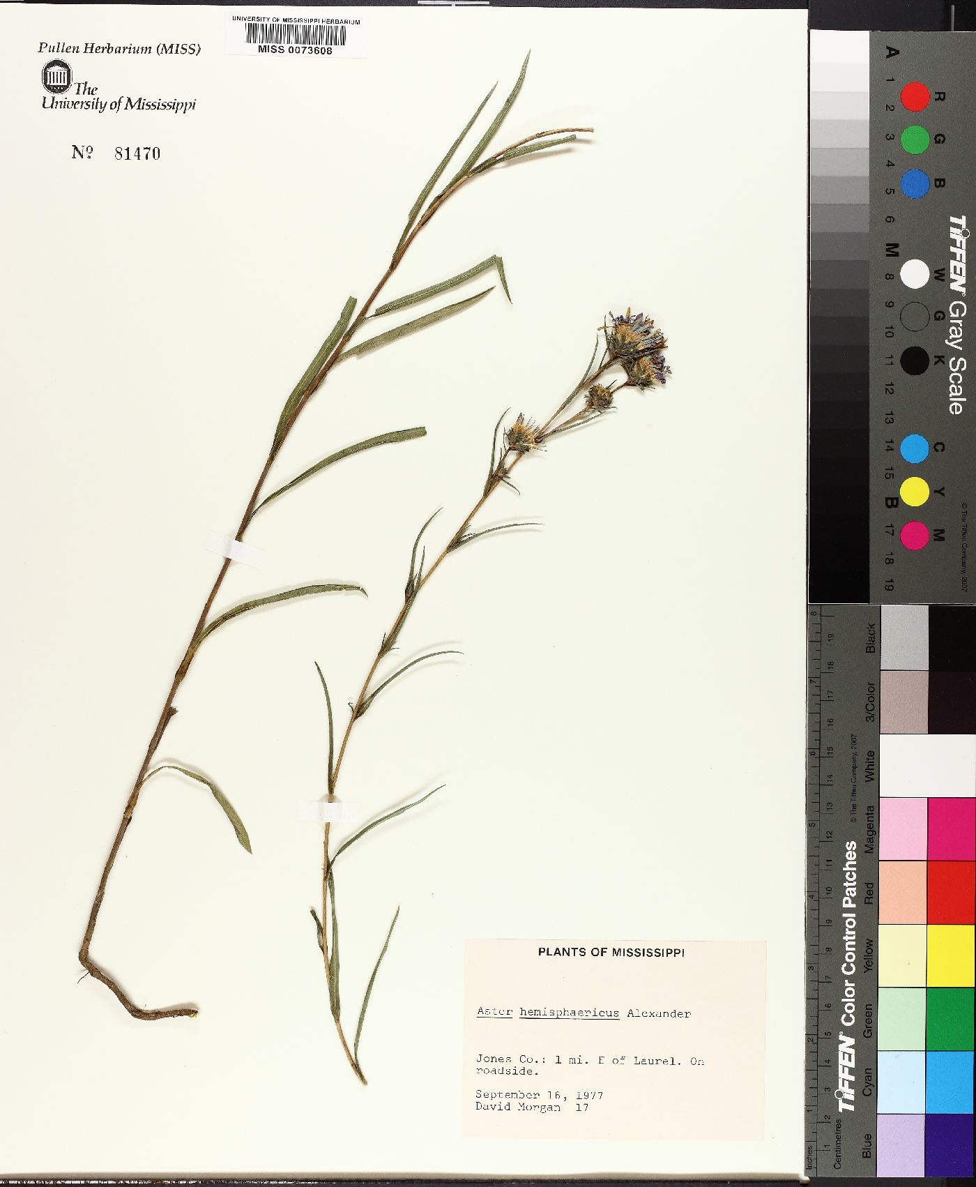 Aster hemisphericus image