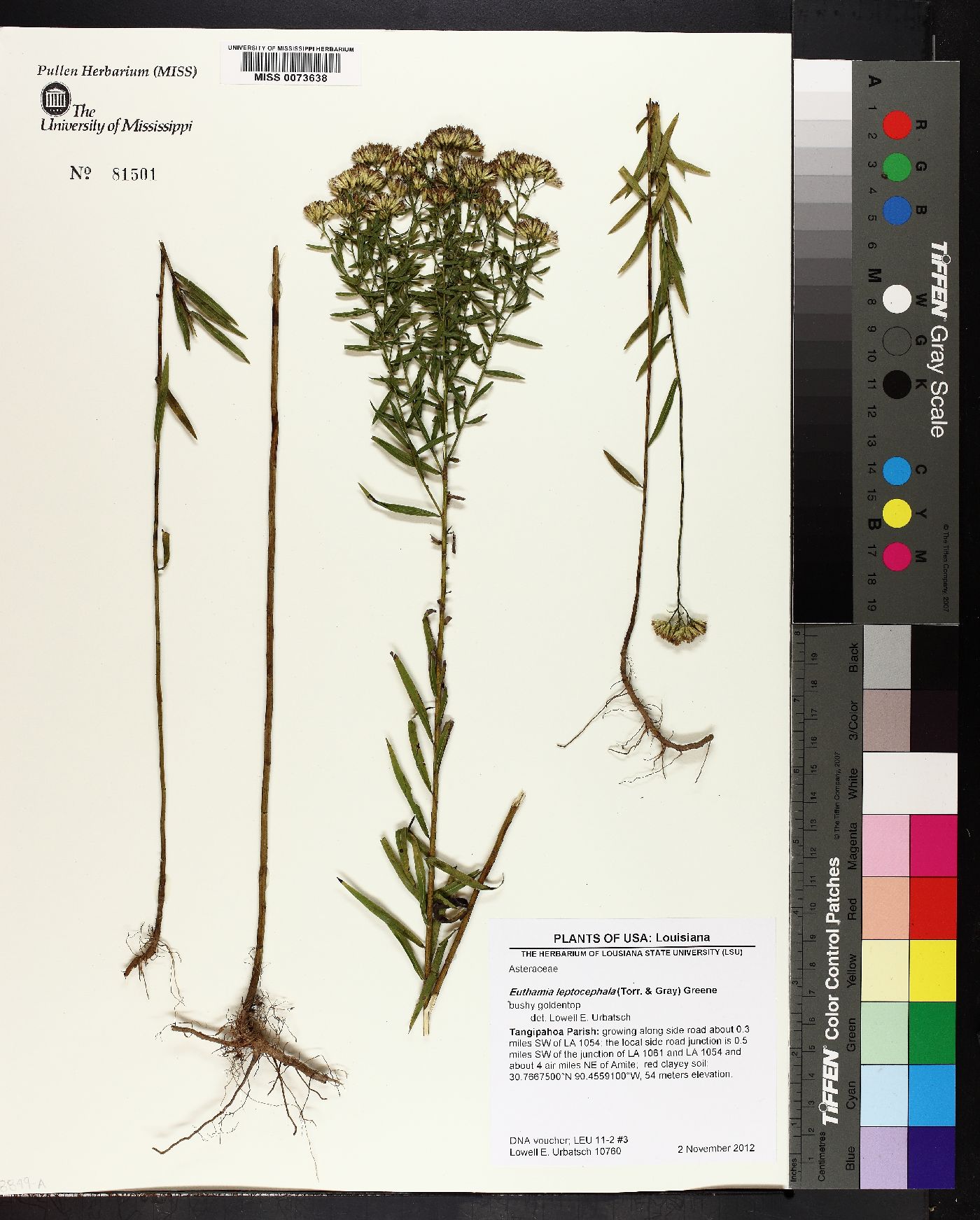 Euthamia leptocephala image