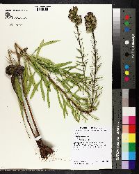 Liatris aspera image