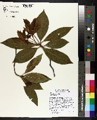 Illicium floridanum image