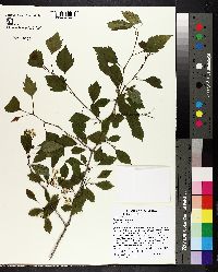 Crataegus viridis image