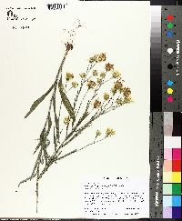 Pityopsis graminifolia image