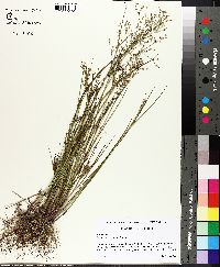 Juncus diffusissimus image