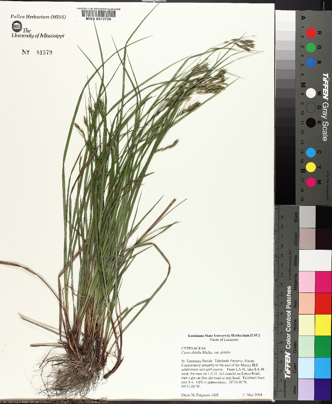 Carex debilis var. debilis image