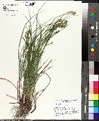 Carex debilis var. debilis image