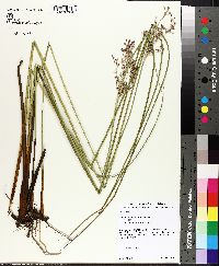 Juncus roemerianus image