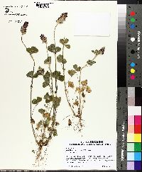 Trifolium incarnatum image