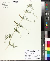 Vicia sativa subsp. nigra image