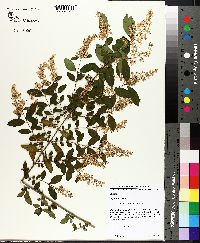 Ligustrum sinense image