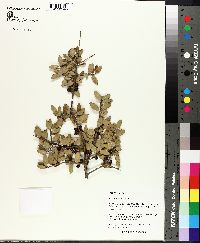 Ilex vomitoria image