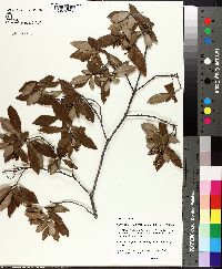 Cliftonia monophylla image