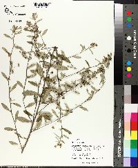 Sida rhombifolia image