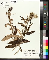 Pterocaulon pycnostachyum image