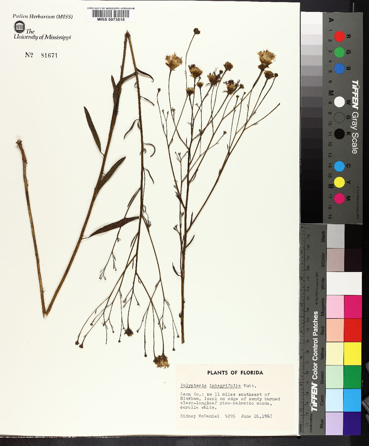 Polypteris integrifolia image