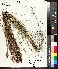 Muhlenbergia capillaris image