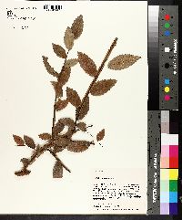 Ulmus alata image