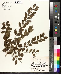 Ligustrum sinense image