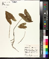 Hexastylis arifolia image