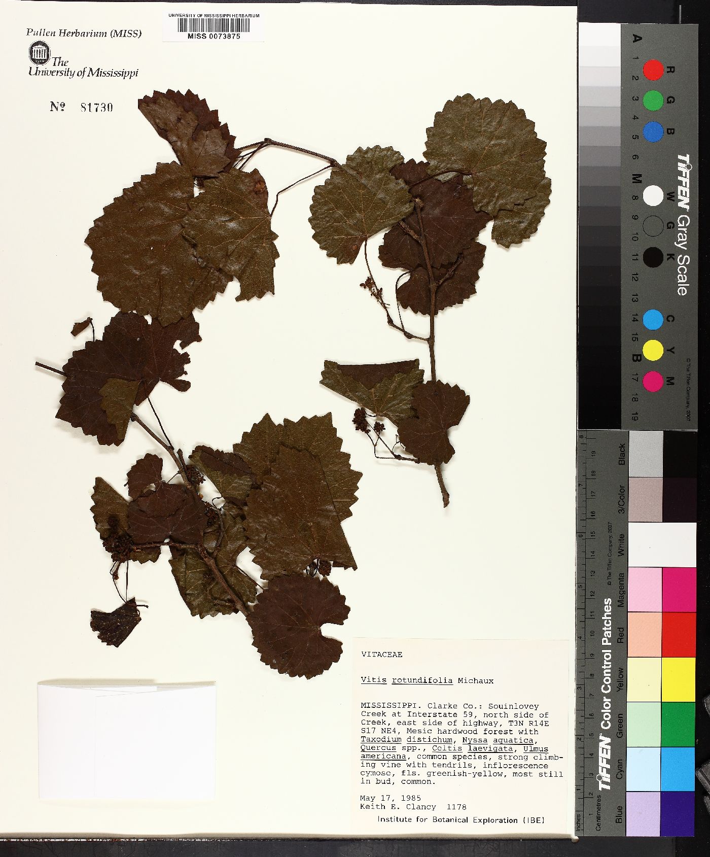 Vitis rotundifolia image