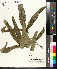 Quercus phellos image