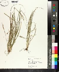 Carex impressinervia image