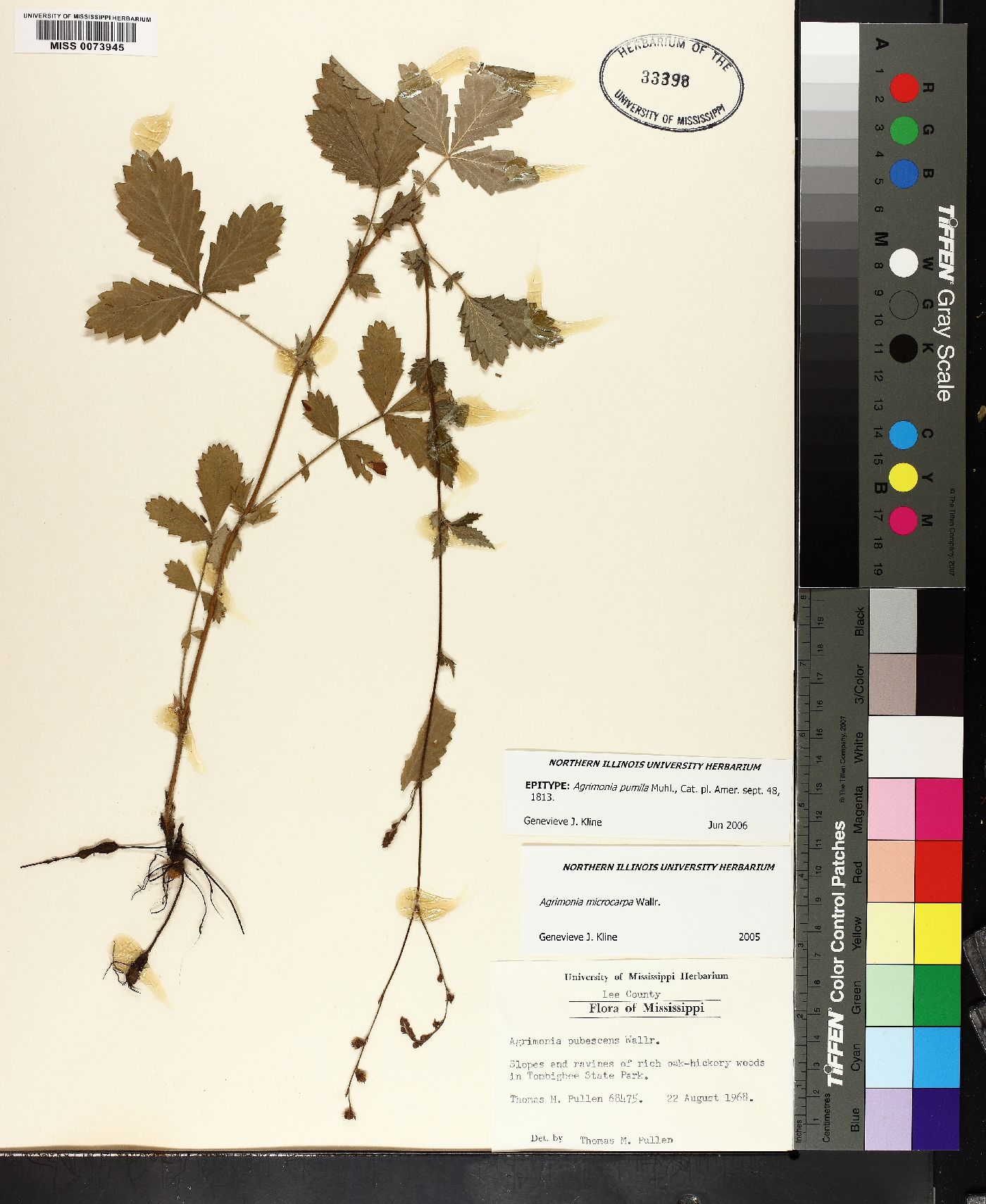 Agrimonia microcarpa image