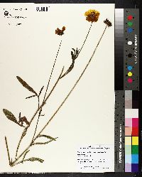 Coreopsis grandiflora image