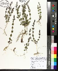 Scutellaria parvula image