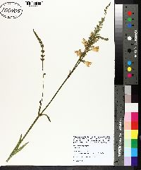 Physostegia angustifolia image