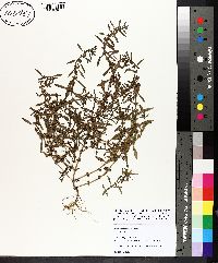 Rotala ramosior image