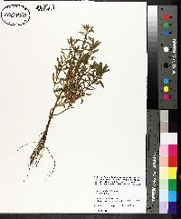 Rotala ramosior image