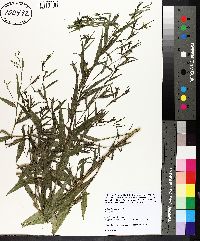 Ludwigia decurrens image