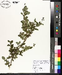 Ligustrum sinense image