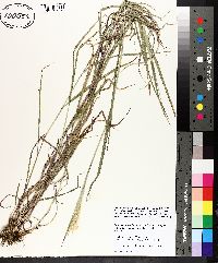 Bothriochloa ischaemum image