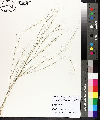 Aristida oligantha image