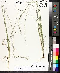 Aristida longespica image