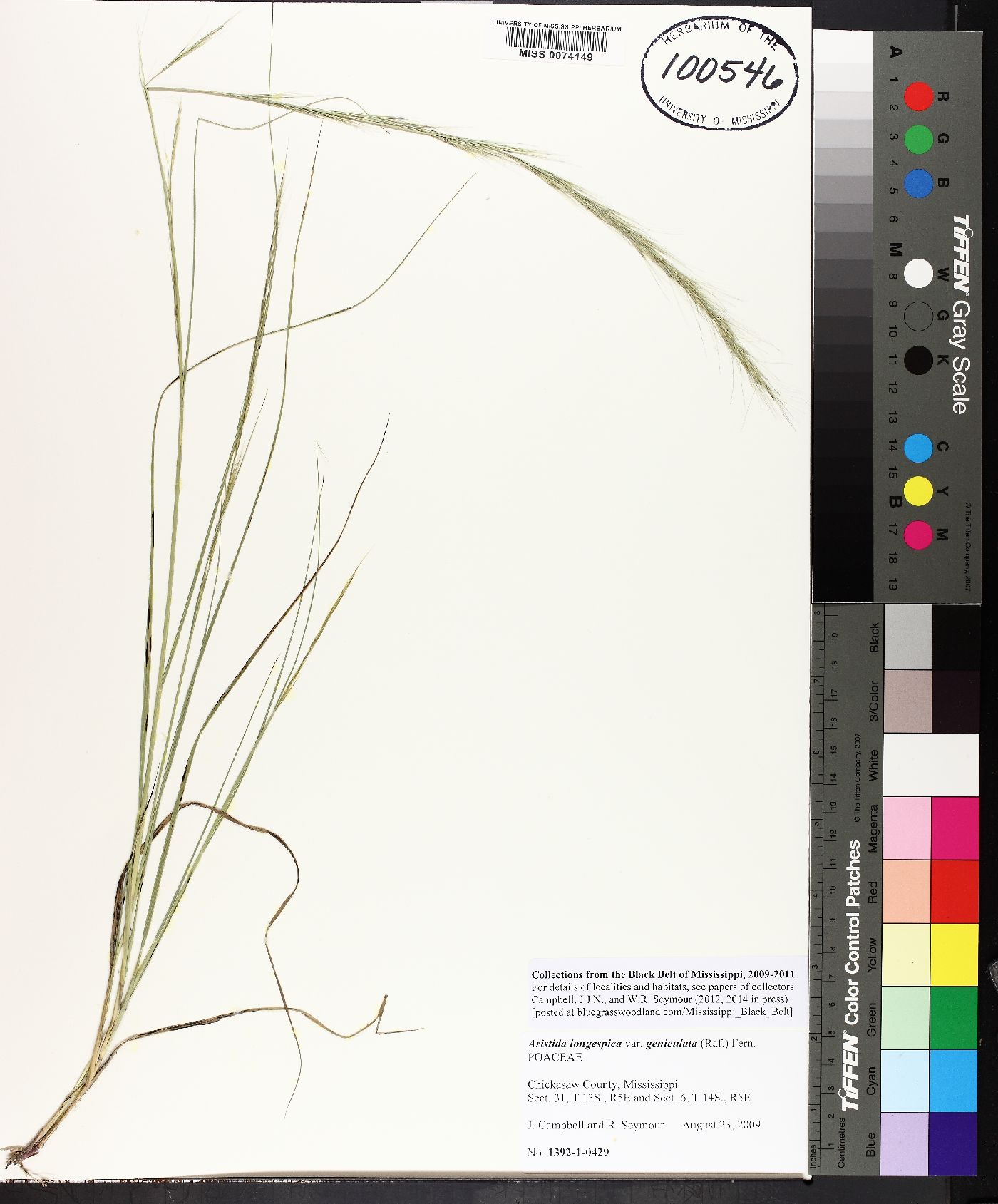 Aristida longespica var. geniculata image