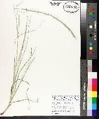 Aristida longespica image