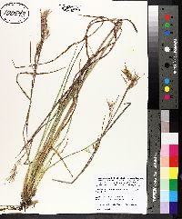 Andropogon virginicus var. decipiens image