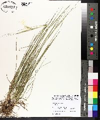 Andropogon gyrans image