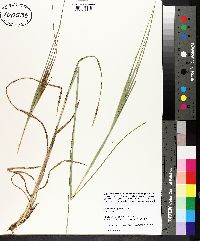 Andropogon gyrans image