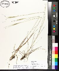 Andropogon gyrans image