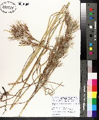 Andropogon glomeratus var. pumilus image