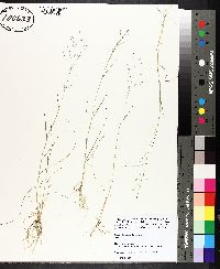 Eragrostis pilosa image