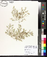 Eragrostis hypnoides image