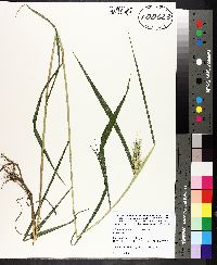 Elymus virginicus var. virginicus image